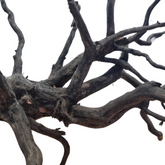 Black Ghost Driftwood