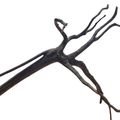 Black Ghost Driftwood